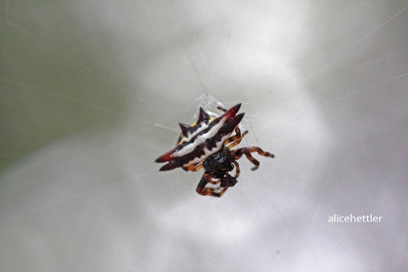 Radnetzspinne (Gasteracantha geminata)